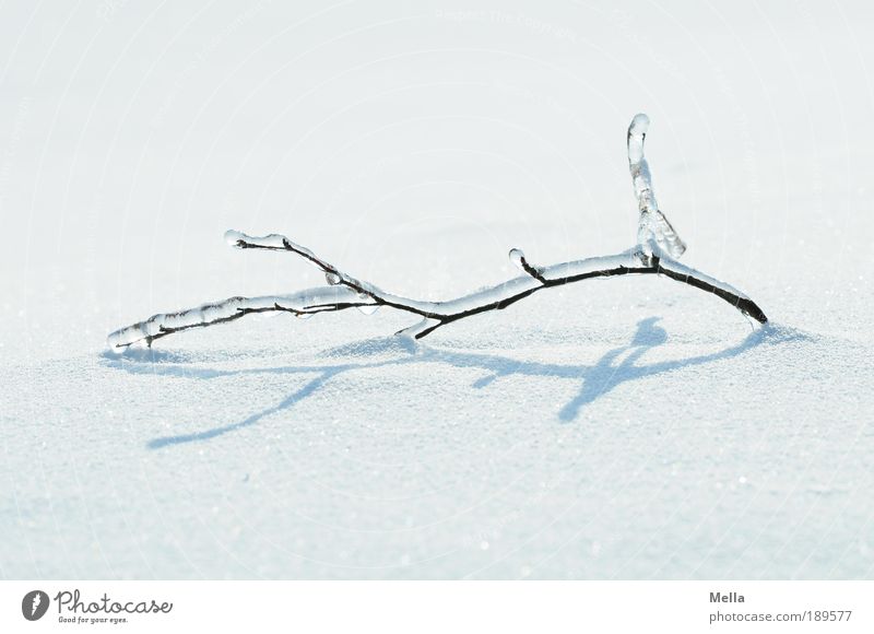 Voll der Winter Umwelt Natur Landschaft Pflanze Klima Klimawandel Wetter Eis Frost Schnee Ast liegen hell kalt natürlich weiß Stimmung Reinheit bizarr rein Glas