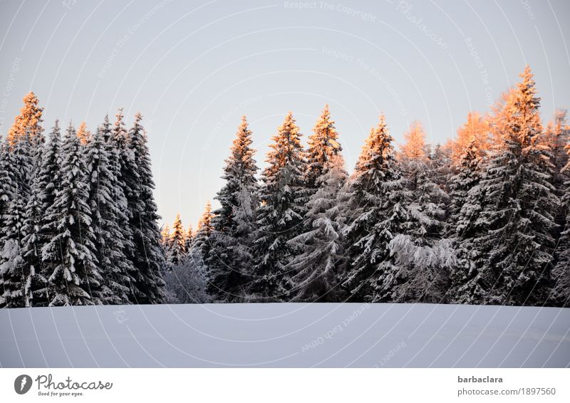 Endlich Schnee Natur Landschaft Wolkenloser Himmel Sonne Winter Tanne Wald Schwarzwald leuchten Stimmung Freude Erwartung kalt Klima Umwelt Wandel & Veränderung