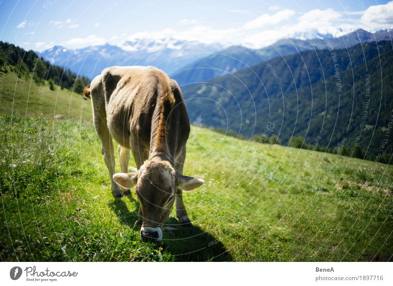 Cow in the alps Sommer Natur Erholung Idylle Umwelt Ferien & Urlaub & Reisen alpin Blauer Himmel Italien Schweiz Alpen Alpenwiese Bergwiese Tier Kuh Fressen