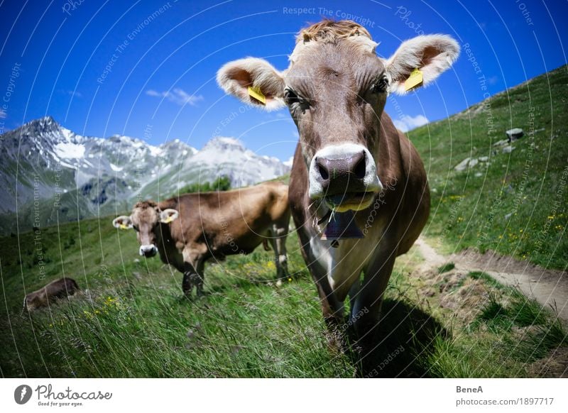 Cow in the alps Sommer Natur Erholung Umwelt Ferien & Urlaub & Reisen alpin Blauer Himmel Italien Schweiz Alpen Bergwiese Alpenwiese Tier Kuh Herde Fressen Gras