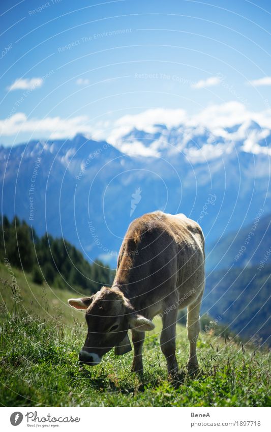 Cow in the alps Sommer Natur Erholung Umwelt Ferien & Urlaub & Reisen alpin Blauer Himmel Italien Schweiz Alpen Bergwiese Alpenwiese Tier Kuh Fressen Gras