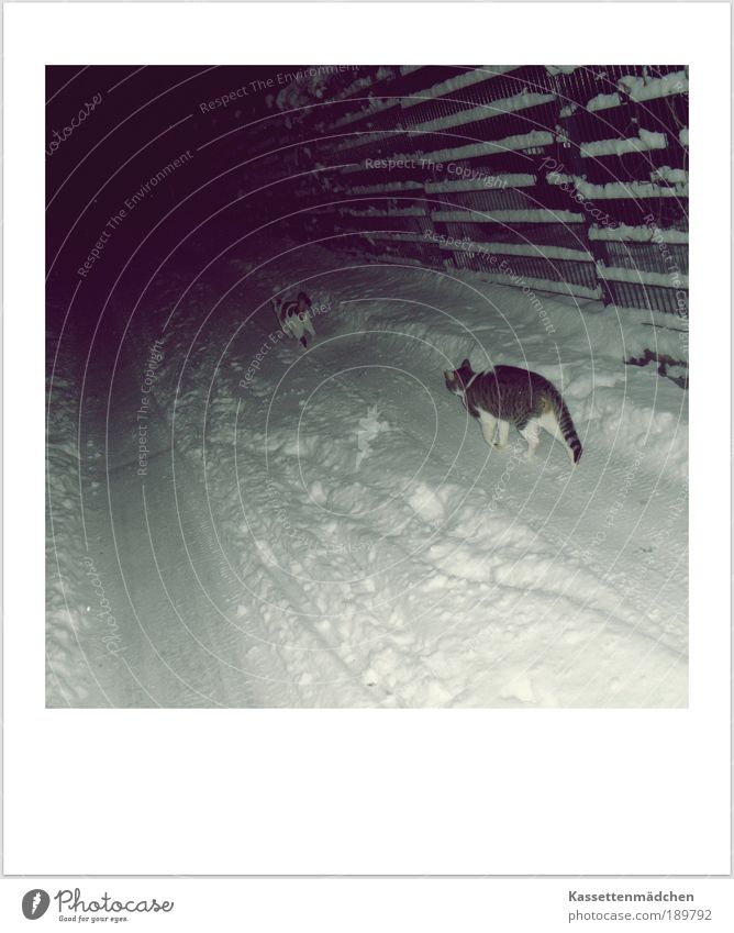 Let it snow! Schnee Katze Fröhlichkeit Freundschaft Katzen Spaziergang Gedeckte Farben Außenaufnahme Nacht freilebend Herumtreiben Straßenkatze