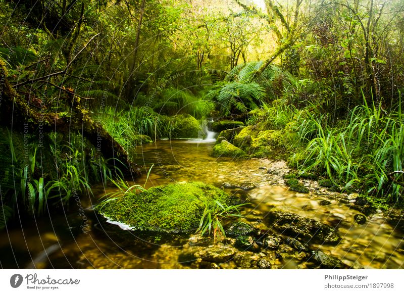 Kleiner Bach in Neuseelands Regenwäldern Natur Landschaft Pflanze Wasser Sommer Herbst Klima Baum Gras Sträucher Moos Farn Blatt Grünpflanze Wildpflanze