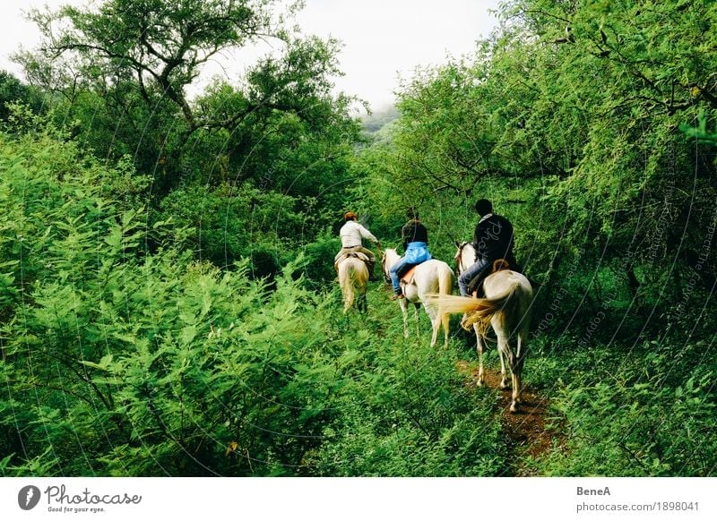 Reiter mit Pferden reiten durch Urwald in Argentinien Ferien & Urlaub & Reisen Sightseeing Mensch Natur exotisch Freizeit & Hobby Freude Tradition Outback Tier