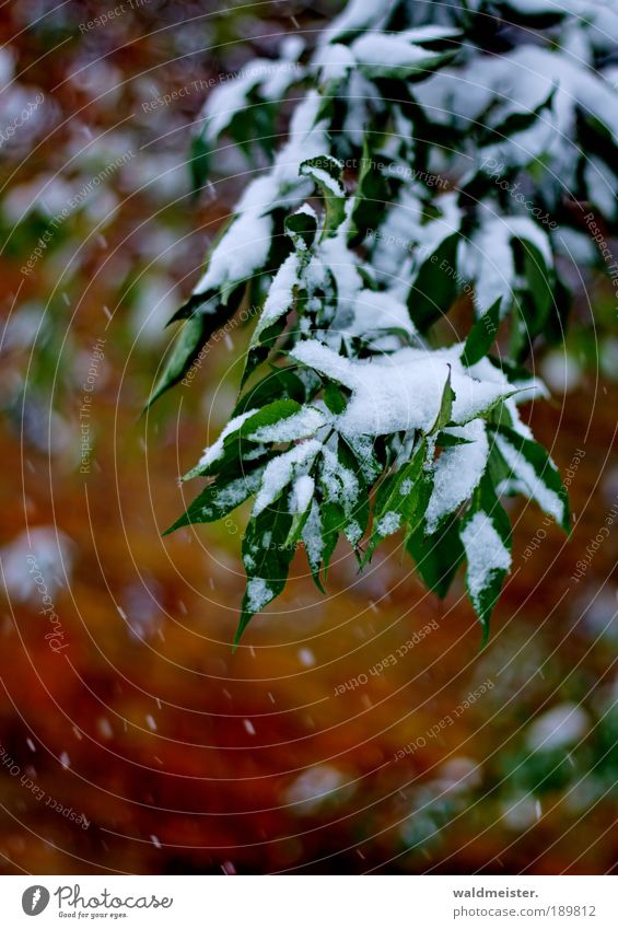 Strauch im Winter Eis Frost Schnee Pflanze Baum Sträucher Blatt ästhetisch ruhig Farbfoto Außenaufnahme Tag