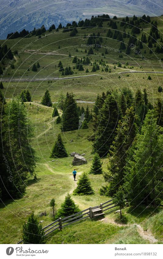 Frau wandert durch den Plamorter Boden, Vinschgau, Italien Mensch Natur Moor Sumpf gehen wandern Abenteuer Zufriedenheit Erholung Fitness Freiheit