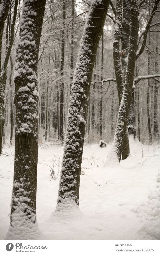 kalter Winterwald Wildgerichte Jagd Sammlung Joggen Kunst Natur Landschaft Klima Eis Frost Schnee Wald Wildtier frieren genießen Blick authentisch dunkel