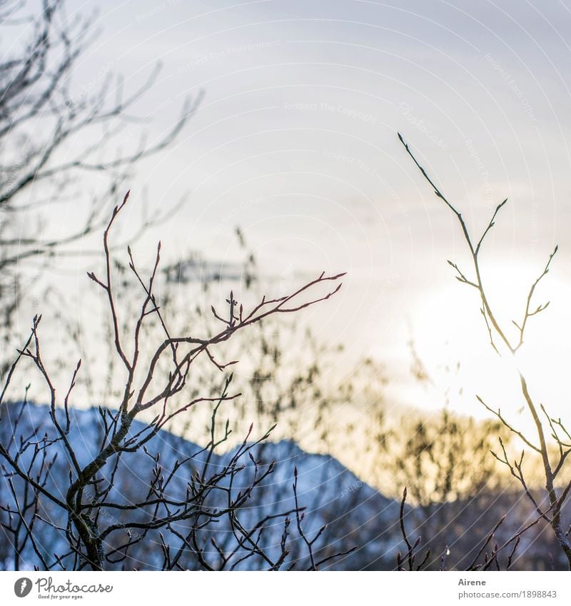 Ausblick mit Höhen und Tiefen Landschaft Himmel Sonnenaufgang Sonnenuntergang Sonnenlicht Winter Schönes Wetter Sträucher Zweige u. Äste Alpen Berge u. Gebirge