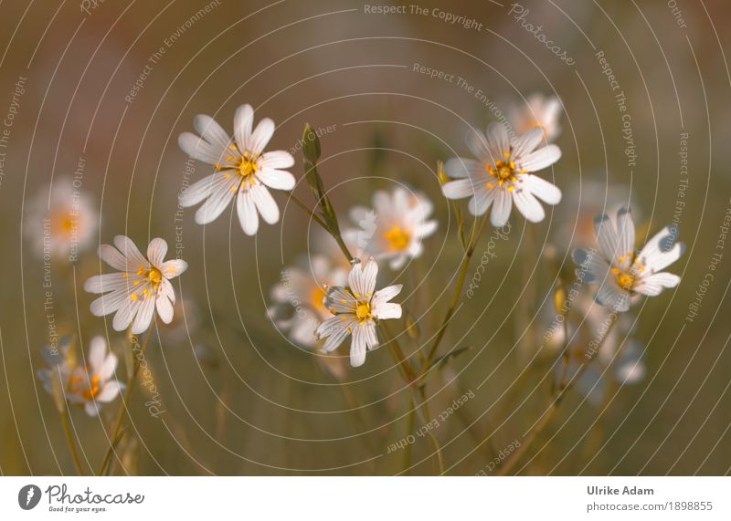 Sternmiere elegant Stil Design einrichten Dekoration & Verzierung Tapete Poster Bild Postkarte Muttertag Natur Pflanze Frühling Sommer Blume Blüte Wildpflanze