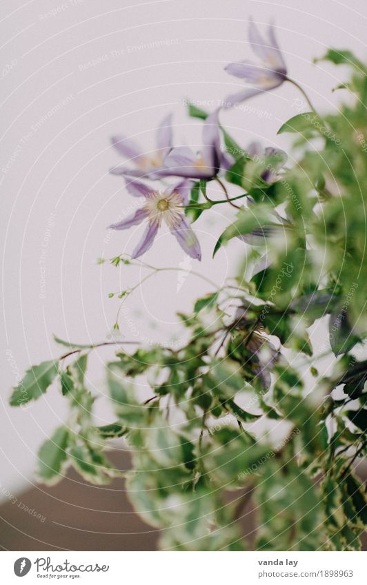 Clematis Pflanze Blume Blatt Blüte ästhetisch violett Farbfoto Nahaufnahme Makroaufnahme Textfreiraum links