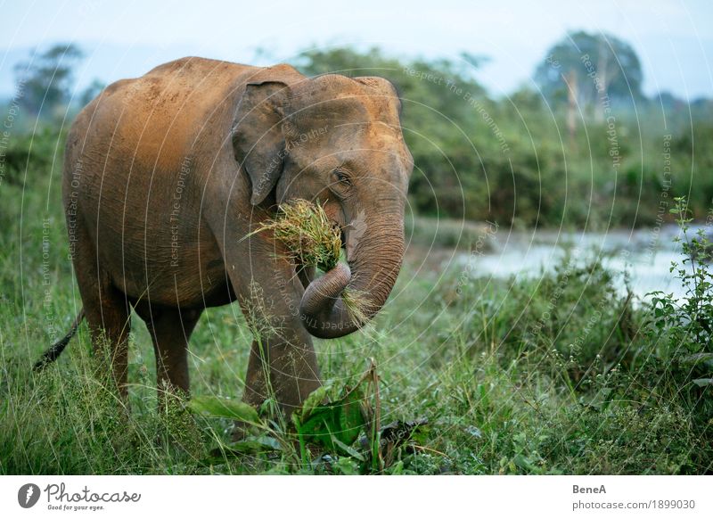 Elefant frisst Gras im Udawalawe Nationalpark, Sri Lanka Natur exotisch Idylle Ferien & Urlaub & Reisen Umwelt Umweltschutz Asien Uda Walawe Tier Sträucher grün
