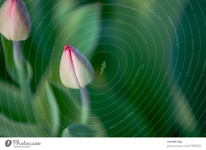 Frühling kann kommen Umwelt Natur Pflanze Blume rein grün rosa Tulpe Frühblüher geschlossen Blütenknospen März April Mai Hintergrund neutral Farbfoto