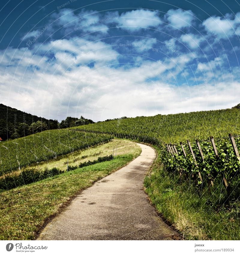 Kultiviert Natur Pflanze Himmel Wolken Sommer Schönes Wetter Grünpflanze Feld Hügel Straße Wege & Pfade blau grün geduldig ruhig Weinberg anbauen Weingut