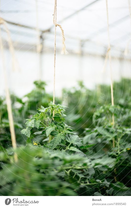 Tomaten wachsen in einem Gewächshaus einer Gärtnerei Landwirtschaft Forstwirtschaft Pflanze Sträucher Grünpflanze Nutzpflanze Wachstum natürlich nachhaltig