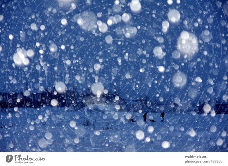 Menschen im Schneefall Landschaft Winter schlechtes Wetter Unwetter Eis Frost blau Lebensfreude kalt Schlitten Farbfoto Außenaufnahme Abend Dämmerung