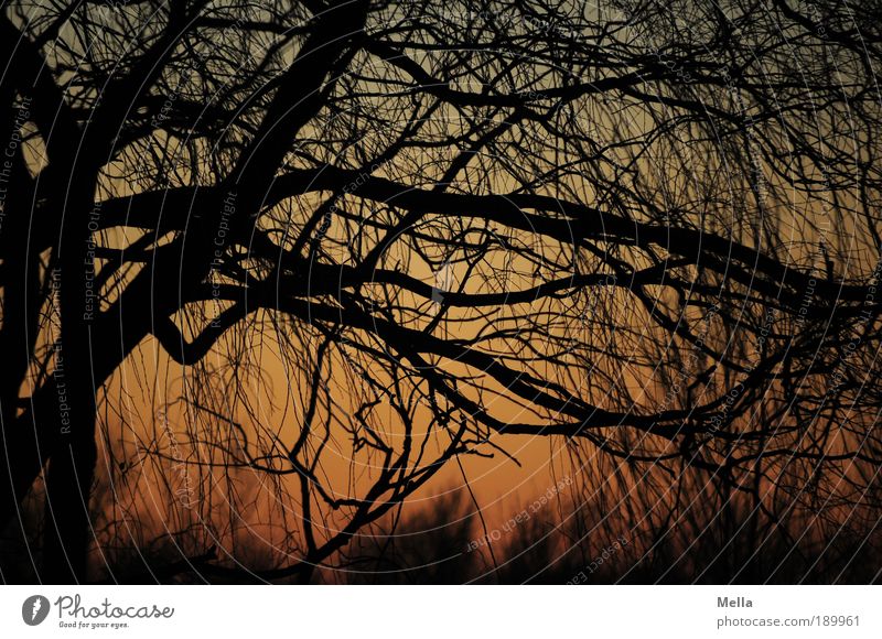Abends Umwelt Natur Pflanze Himmel Sonnenaufgang Sonnenuntergang Klima Schönes Wetter Baum Ast Wald hängen Wachstum natürlich Stimmung ruhig Sehnsucht