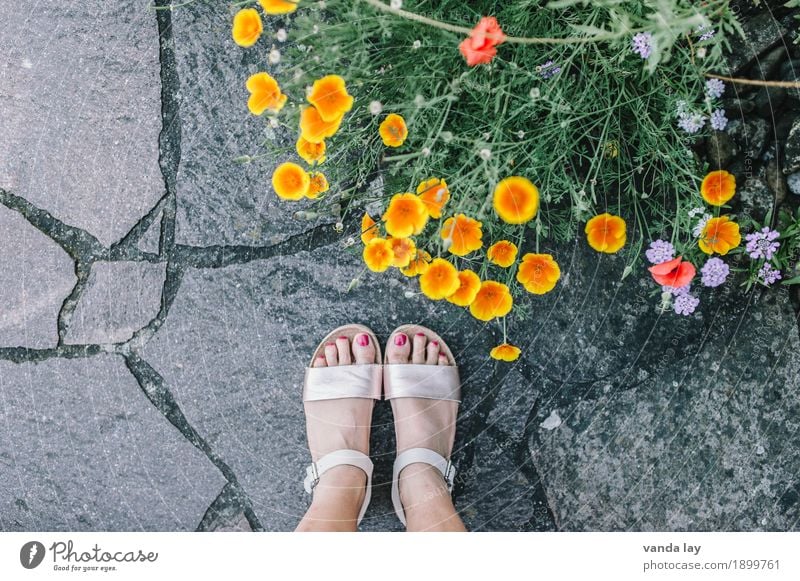 Warten auf den Sommer Lifestyle kaufen schön Pediküre feminin Junge Frau Jugendliche Erwachsene Fuß 1 Mensch 18-30 Jahre 30-45 Jahre Pflanze Blume Mode