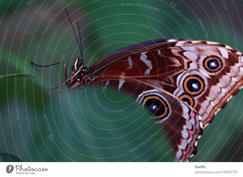 ein exotischer Schmetterling versteckt sich hinter einem grünen Blatt Flügelmuster Fühler Blauer Morphofalter Edelfalter Himmelsfalter Tropenfalter