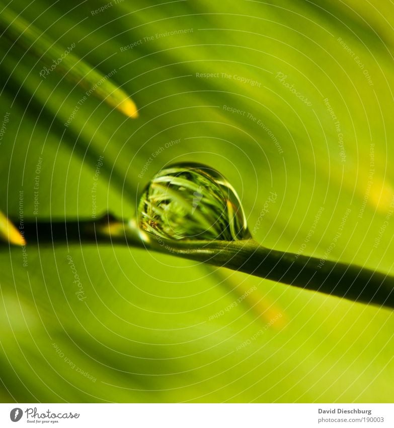 Nature in the pearl Pflanze Wasser Frühling Sommer Grünpflanze grün silber glänzend nass Tau Tannennadel Farbfoto Nahaufnahme Detailaufnahme Strukturen & Formen