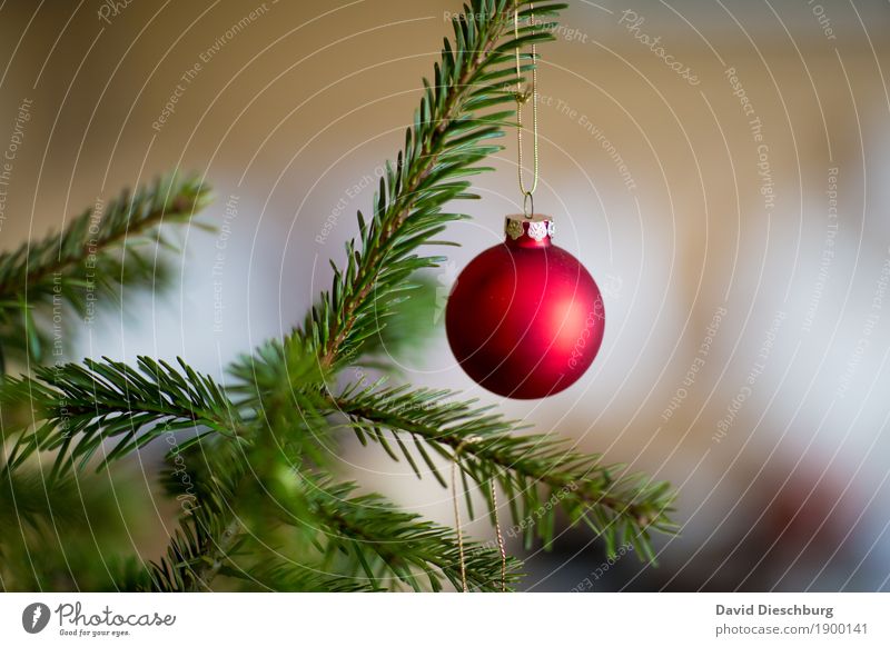 Last Christmas... Winter Pflanze Baum grün rot weiß Weihnachten & Advent Weihnachtsbaum Weihnachtsdekoration Christbaumkugel Querformat Ast Dezember Farbfoto
