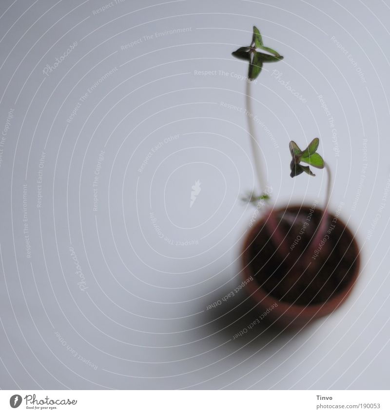 Glück kann wachsen Erde Pflanze Blatt Topfpflanze Optimismus Wachstum Glücksklee Klee Blumentopf Perspektive minimalistisch Farbfoto Innenaufnahme