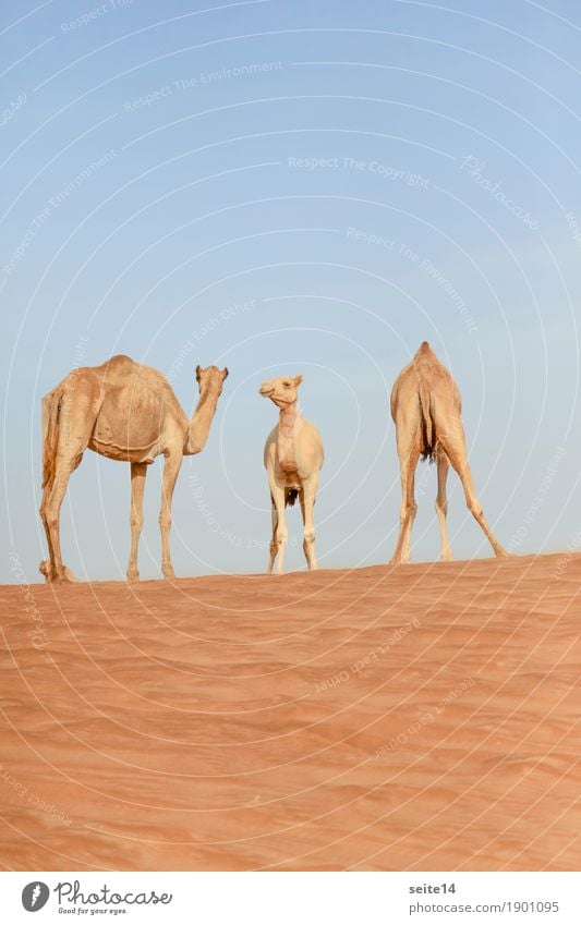 Kamele, Vereinigte Arabische Emirate, Dubai, Abu Dhabi Dromedar Golfstaat Außenaufnahme Menschenleer Tier Nutztier Düne Stranddüne Sand Sonne Tourismus