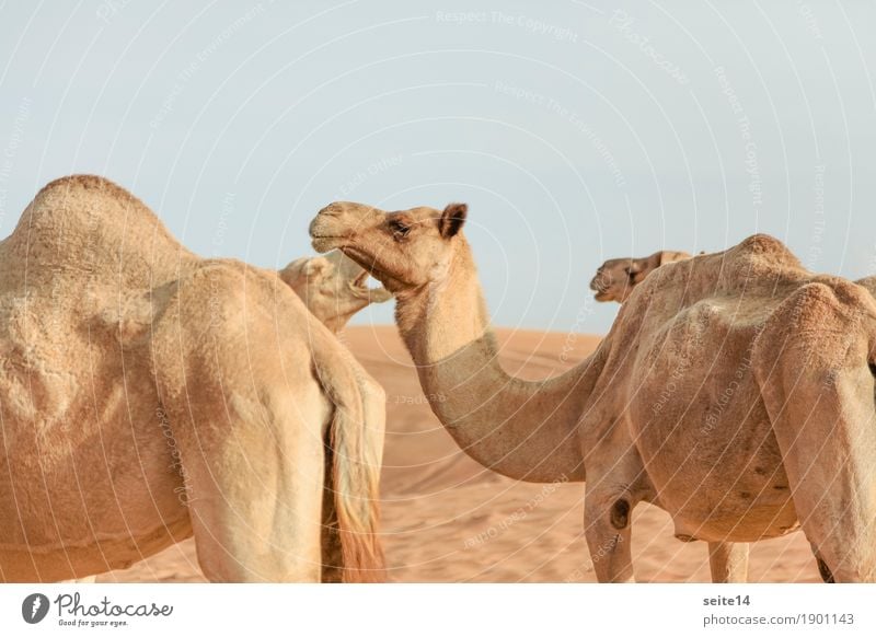 Kamele, Vereinigte Arabische Emirate, Dubai, Abu Dhabi Dromedar Fokus auf den Vordergrund Golfstaaten horizontal Außenaufnahme Menschenleer Tier Nutztier Düne