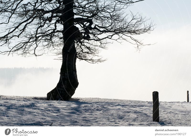 alle Winterbilder müssen raus !! Ferien & Urlaub & Reisen Ausflug Ferne Schnee Winterurlaub Luft Wolken Klima Wetter Schönes Wetter Eis Frost Baum blau weiß