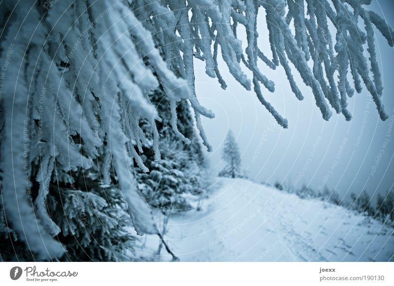 Dreadlock Holiday Natur Himmel Winter Eis Frost Schnee Baum Wald Berge u. Gebirge Wege & Pfade kalt blau Freizeit & Hobby Schneelandschaft Ast Nadelwald