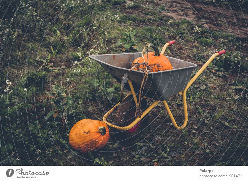 Kürbisernte mit einer Schubkarre Gemüse Frucht Garten Dekoration & Verzierung Erntedankfest Halloween Arbeit & Erwerbstätigkeit Gartenarbeit Werkzeug