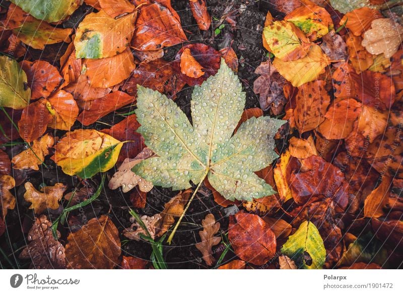 Herbst Ahornblatt in einem Wald schön Sonne Garten Dekoration & Verzierung Umwelt Natur Landschaft Pflanze Baum Blatt Park nass natürlich braun gelb gold grün