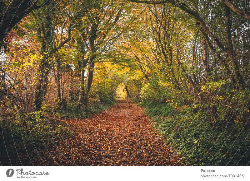Märchenwald im Herbst schön Umwelt Natur Landschaft Baum Blatt Park Wald Straße Wege & Pfade hell natürlich gelb gold grün rot Farbe fallen Jahreszeiten Holz