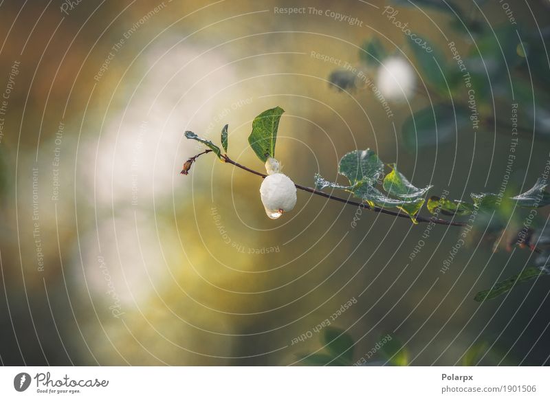 Snowberry, der an einem kleinen Zweig mit einem Tröpfchen hängt Frucht Schnee Garten Dekoration & Verzierung Umwelt Natur Pflanze Herbst Wetter Baum Sträucher