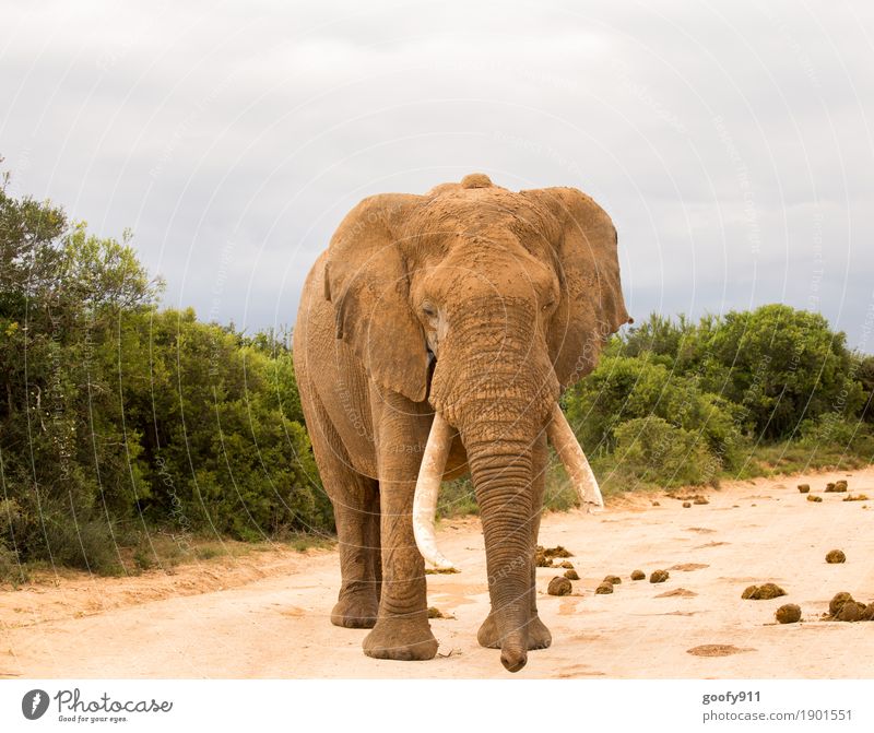 Obacht!!! Abenteuer Safari Expedition Umwelt Natur Landschaft Urelemente Erde Sand Himmel Wolken Frühling Herbst Wärme Pflanze Baum Sträucher Südafrika Afrika