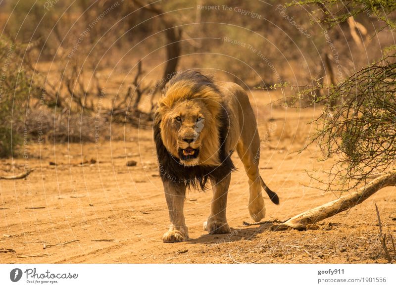 Aus dem Weg...!!! Umwelt Natur Urelemente Erde Sand Frühling Sommer Herbst Sträucher Wüste Afrika Tier Wildtier Tiergesicht Pfote Fährte Löwe Löwenmähne