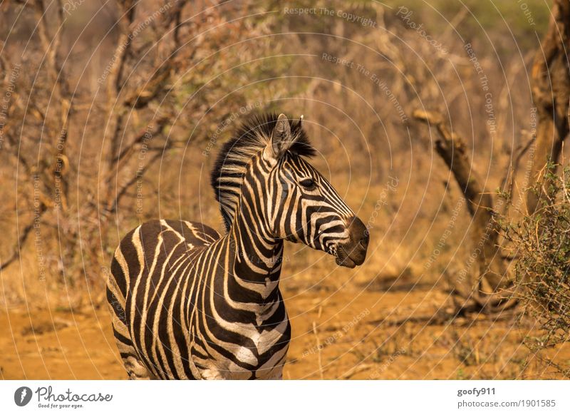 Zebra!!! Umwelt Natur Landschaft Urelemente Erde Sand Frühling Sommer Herbst Wärme Dürre Baum Wüste Namibia Afrika Tier Wildtier Tiergesicht Zebrastreifen 1