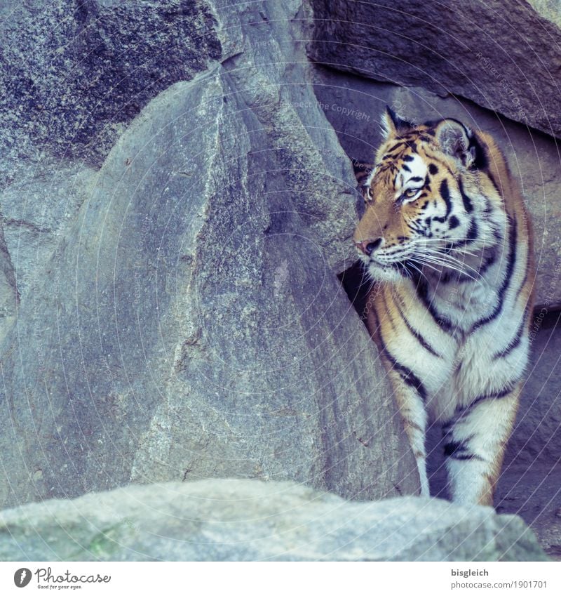 Kommt da wer? Tier Wildtier Tiger 1 Stein hören Blick stehen stark gelb grau Wachsamkeit Neugier Kraft Farbfoto Außenaufnahme Menschenleer Textfreiraum links
