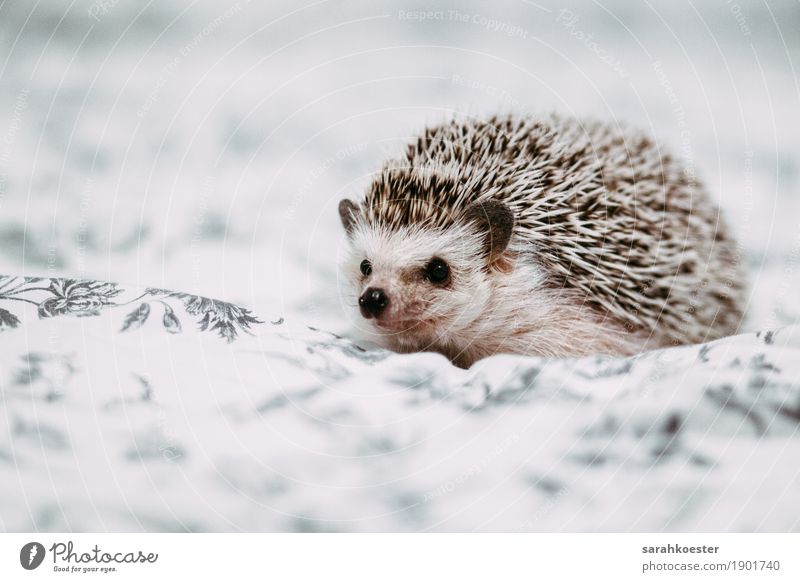 Afrikanischer Weißbauchigel - ein lizenzfreies Stock Foto von Photocase