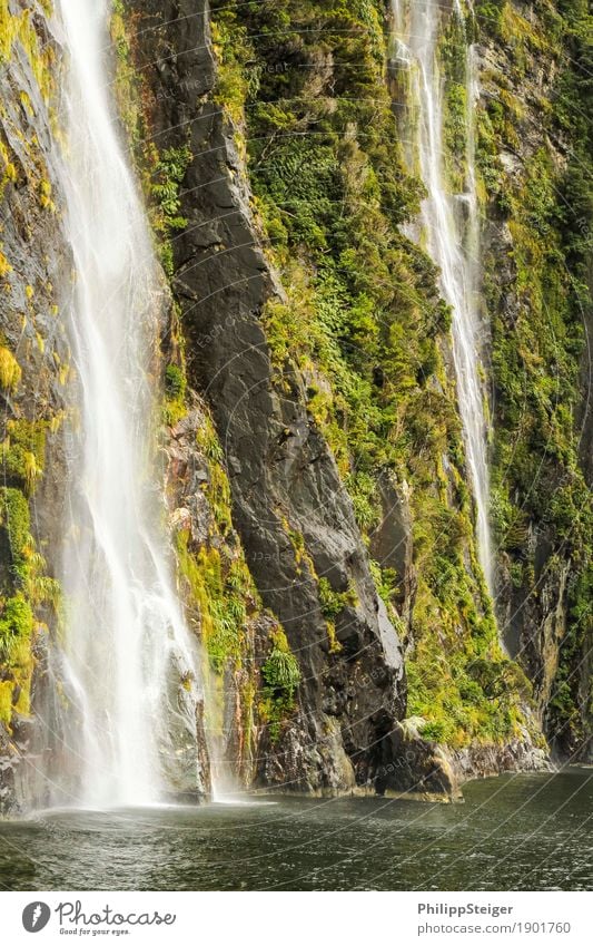 Milford Sound Umwelt Natur Landschaft Pflanze Urelemente Wasser Schönes Wetter Moos Felsen Berge u. Gebirge Küste Fjord Meer außergewöhnlich frisch gigantisch
