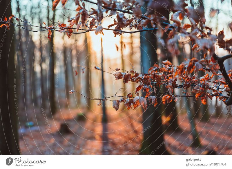 Sonne | Genießen Natur Landschaft Winter Wetter Schönes Wetter Eis Frost Pflanze Baum Blatt Wald atmen Duft Erholung Sonnenstrahlen kalt Pfälzerwald Laubbaum