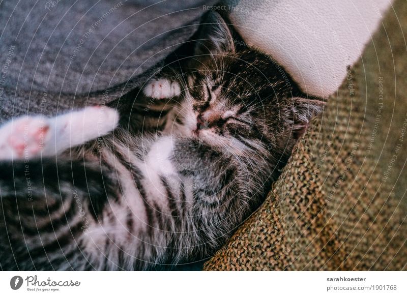 Schlafendes Kätzchen Tier Haustier Katze Fell 1 Tierjunges Erholung liegen schlafen Fröhlichkeit Glück schön grau schwarz weiß Zufriedenheit Coolness