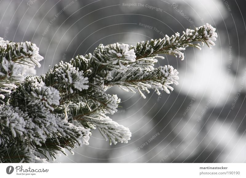 Tannenzweig Umwelt Natur Winter Schönes Wetter Schnee Pflanze Baum Wildpflanze Blick kalt schwarz weiß authentisch Leichtigkeit Nadelbaum Farbfoto
