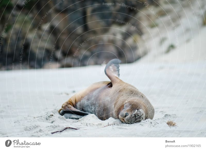 Seelöwe schläft an Strand in Neuseeland Natur liegen schlafen maritim wild exotisch Umwelt Tier Robben feminin Fell Tierporträt Felsen Seehund Küste Flosse