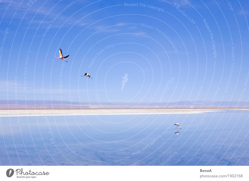 Flamingos fliegen und stehen an einem Salzsee in der Atacama Abenteuer Ferne Safari Expedition Umwelt Natur Tier Wasser Himmel Wolkenloser Himmel