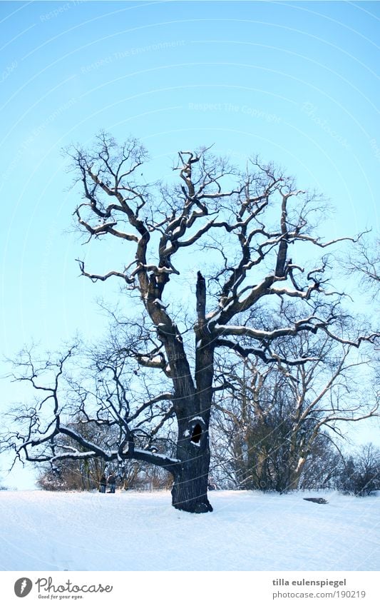 I Natur Winter Baum Park alt authentisch kalt wild blau Klima kahl frisch Ast Schnee Außenaufnahme Menschenleer Textfreiraum oben Textfreiraum unten Tag