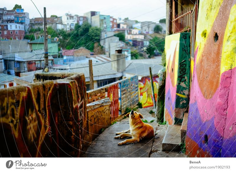 Hund liegt in einer Gasse mit Graffiti in Valparaiso, Chile Ferien & Urlaub & Reisen Mauer Wand liegen Blick Natur Stadt Wege & Pfade Lebewesen Großstadt