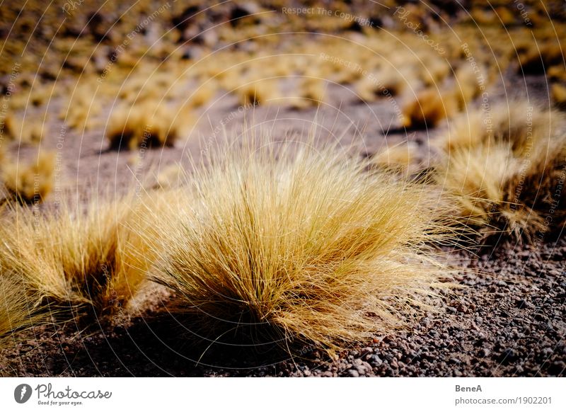 Gras wächst auf sandigem Boden in der Wüste Umwelt Natur Landschaft Pflanze Sträucher Moos Wildpflanze exotisch Hügel Berge u. Gebirge Anden Vulkan