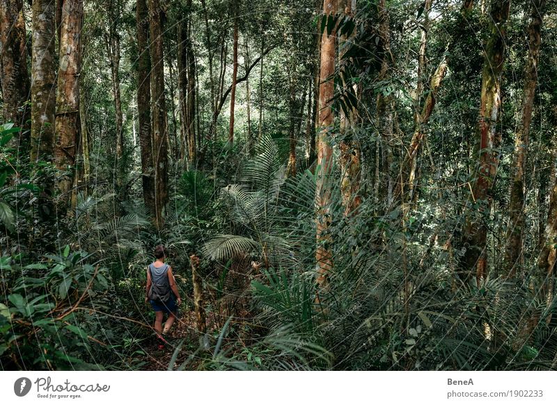 Frau wandert durch dicht bewachsenen Urwald Getränk Ferien & Urlaub & Reisen Tourismus Ferne Expedition wandern Mensch feminin Erwachsene 1 Pflanze Baum