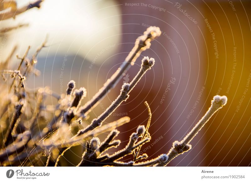 tiefgefroren Pflanze Sonnenlicht Winter Schönes Wetter Eis Frost Sträucher Zweige u. Äste Garten Eiskristall Raureif frieren glänzend kalt positiv braun gold