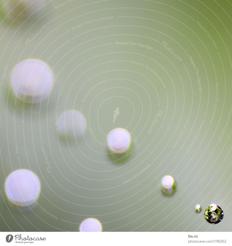 Glückwunsch Daniel außergewöhnlich fantastisch Flüssigkeit nass natürlich weich Perlenkette Spinnwebenperlen Wassertropfen Tropfen Halt Gel Loch
